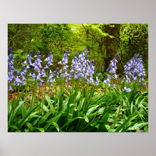 BLUEBELL WOOD ~ Poster # 5 (Front)