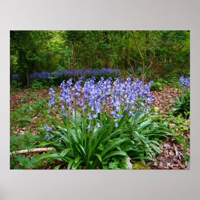 BLUEBELL WOOD ~ Poster # 8 (Front)