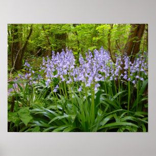 BLUEBELL WOOD ~ Poster # 9