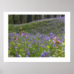 Bluebell Wood Print