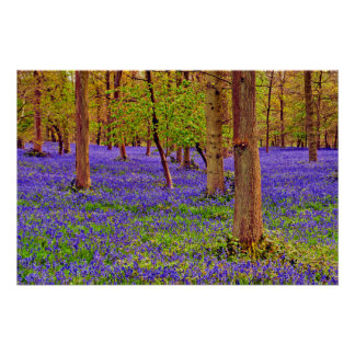 Bluebell Woods Grays Court Oxfordshire England Poster