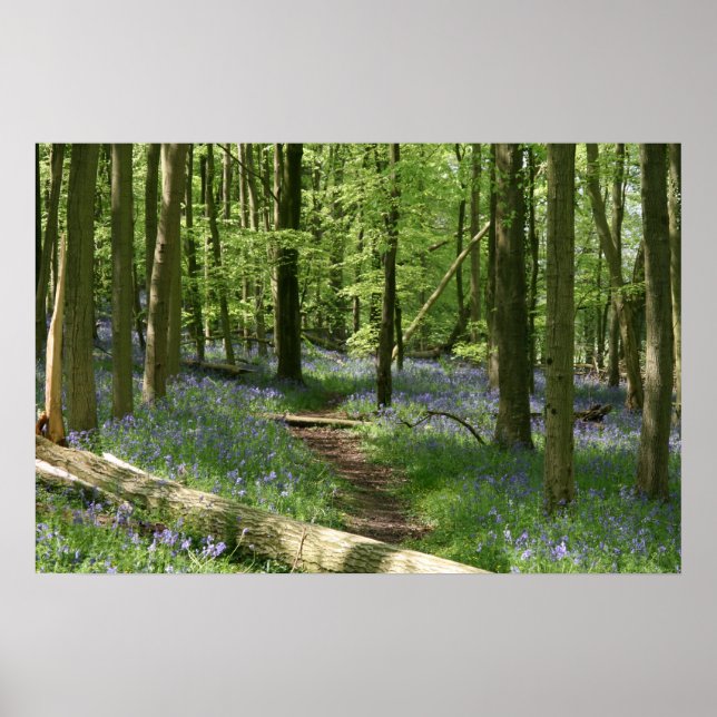 Bluebell Woods Poster (Front)