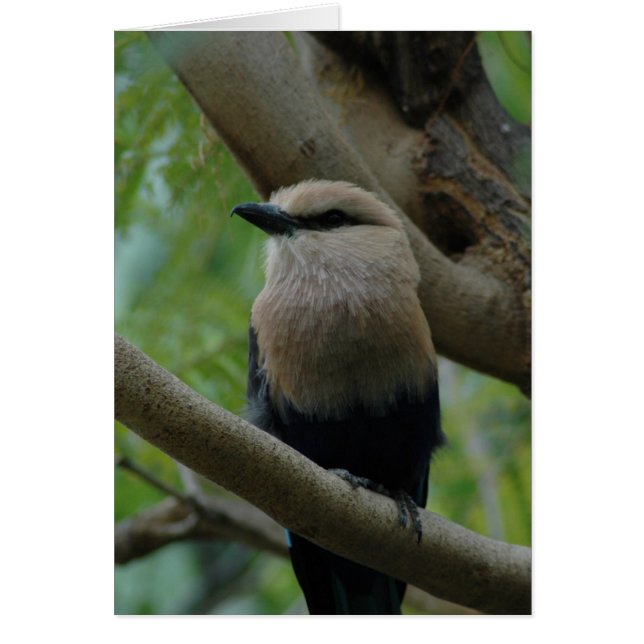 Bluebellied Roller (Front)