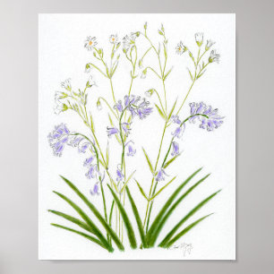 Bluebells and Stitchwort Poster