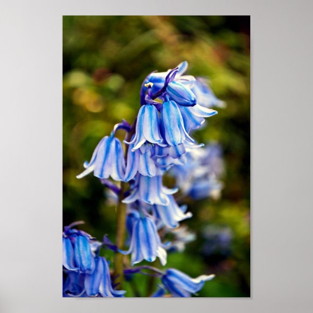 Bluebells Bluebell Spring Flowers Poster (Front)