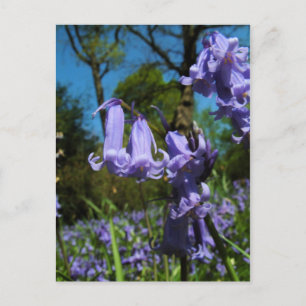 Bluebells, Essex, England - Postcard