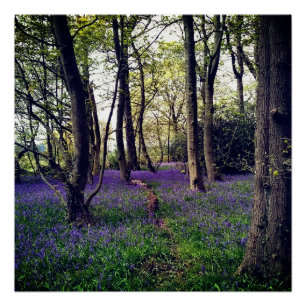 Bluebells forest Floral modern elegant Beautiful Poster