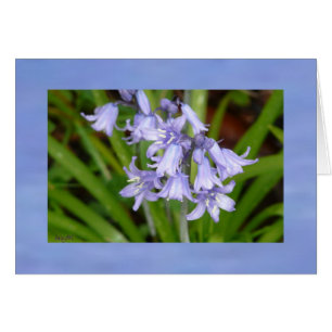 Bluebells of Spring AH2008 greeting card