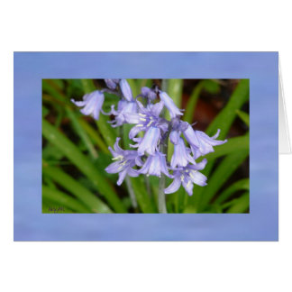 Bluebells of Spring AH2008 greeting card