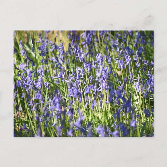 Bluebells  postcard (Front)