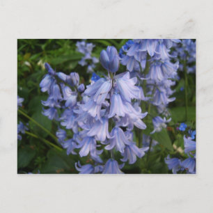 Bluebells Postcard