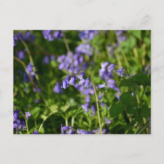 Bluebells postcard