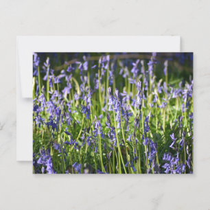 Bluebells postcard