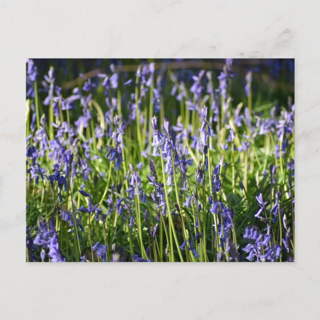 Bluebells  postcard (Front)