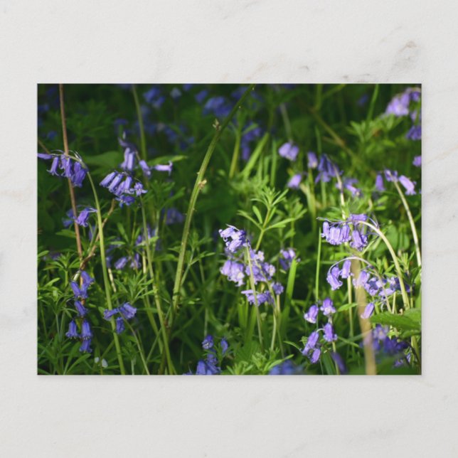 Bluebells  postcard (Front)