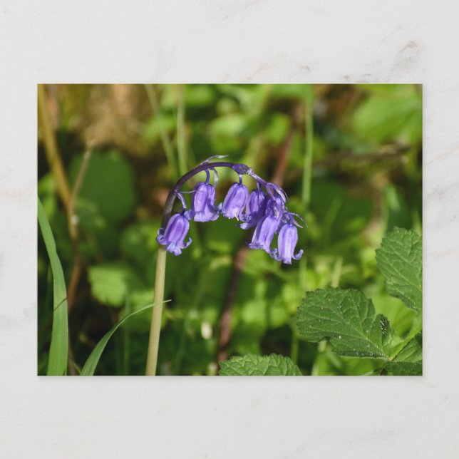 Bluebells  postcard (Front)