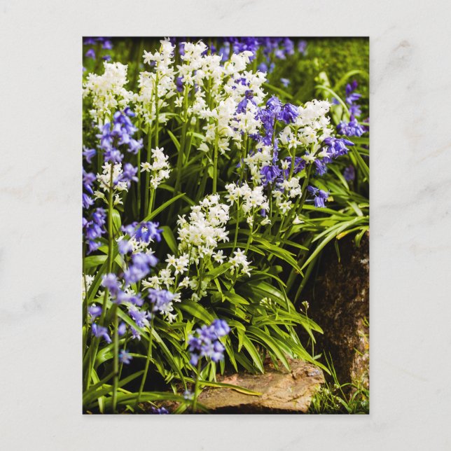 Bluebells Postcard (Front)