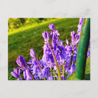 Bluebells postcard