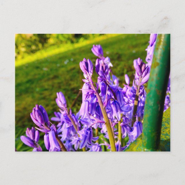 Bluebells  postcard (Front)