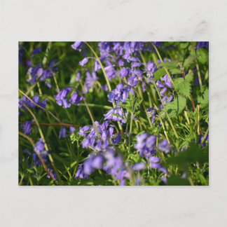 Bluebells postcard