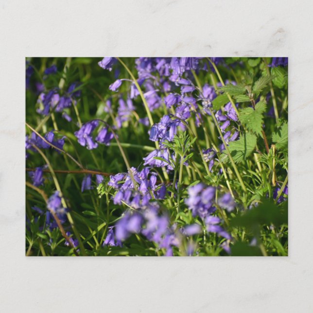 Bluebells  postcard (Front)