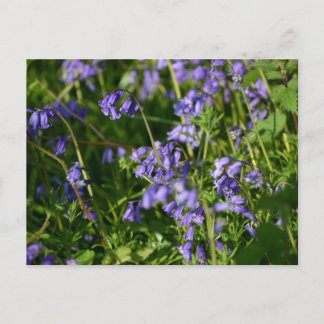 Bluebells postcard
