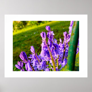 Bluebells poster