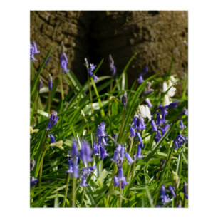 Bluebells  poster