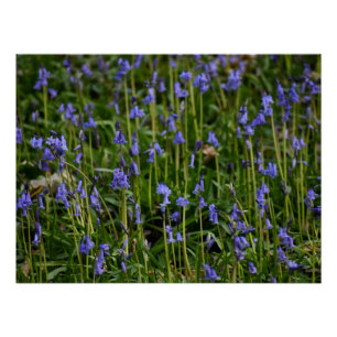 Bluebells  poster