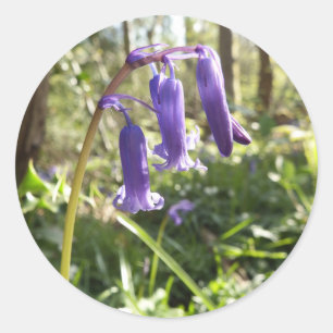 Bluebells Stickers