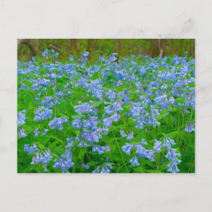 Bluebells, Three Creeks Metropark, Columbus, Ohio Postcard