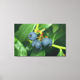 Blueberries Canvas Print