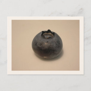 Blueberries I Have Known 14 Postcard