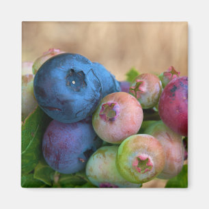 Blueberries Magnet