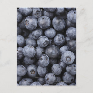 Blueberries Postcard