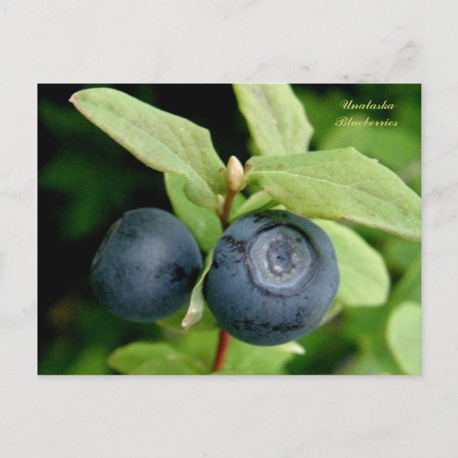 Blueberries, Unalaska Island Postcard (Front)