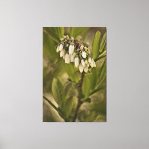 Blueberry 585 canvas print