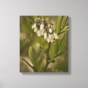 Blueberry 585 canvas print