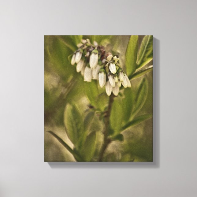 Blueberry 585 canvas print (Front)