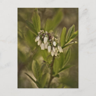 Blueberry 585 postcard