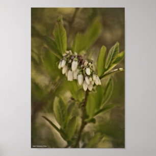 Blueberry 585 poster