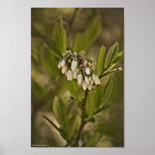Blueberry 585 poster (Front)
