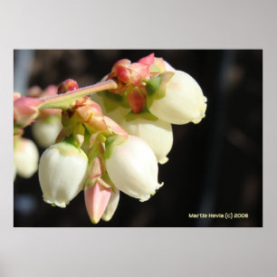 Blueberry Blossom Cluster Poster