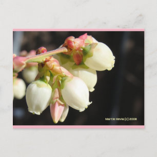 Blueberry Blossoms Blue Beach Song™ Postcard