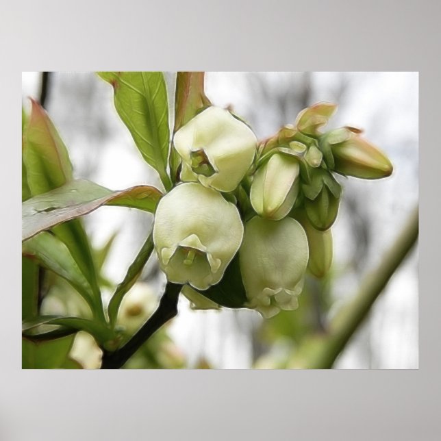 Blueberry Blossoms Poster (Front)