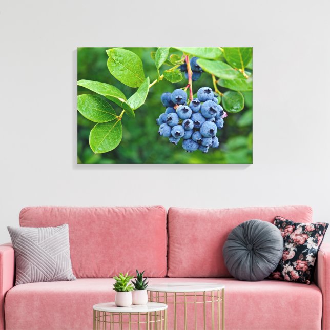 blueberry bunch on bush canvas print (Insitu(LivingRoom))