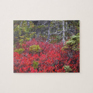 Blueberry bushes and pines jigsaw puzzle