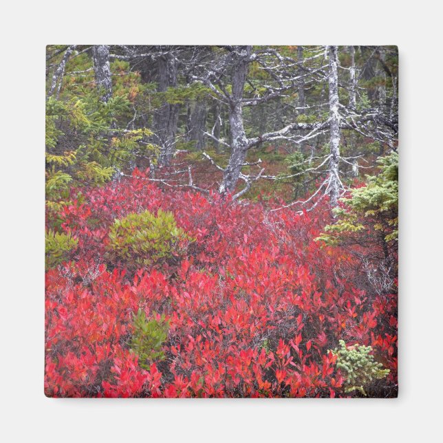 Blueberry bushes and pines magnet (Front)