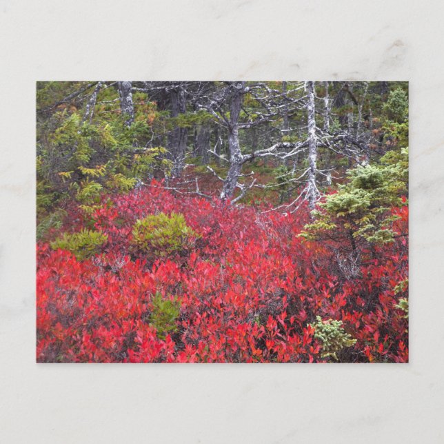 Blueberry bushes and pines postcard (Front)