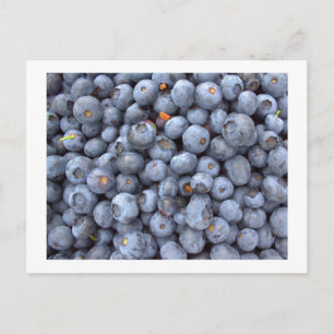 blueberry fruits, photo taken in a blueberry farm postcard